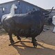 贵州玻璃钢牛雕塑价格产品图