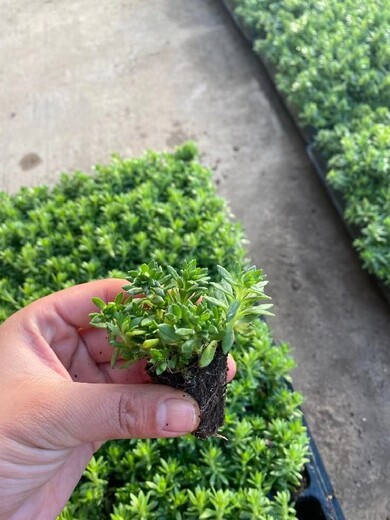 太原五色草種苗定制