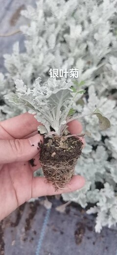 杭州五色草种苗定制