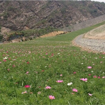 河北衡水边坡抗冲刷植被绿化椰丝复合毯