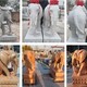 西藏汉白玉石雕大象图