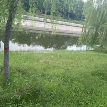 天津宁河边坡绿化椰丝复合毯
