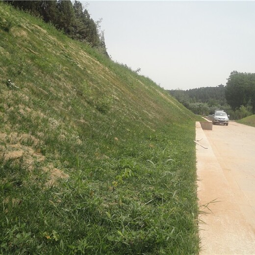 崇明植草毯批发价格