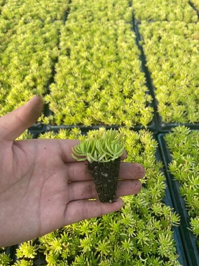 南陽五色草種苗廠家批發(fā)