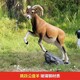 彩色羊雕塑制作廠家圖
