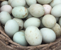 荊州新牧蛋福星增蛋種鴨掉蛋嚴重怎么回事