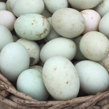蛋鸡增蛋中药蛋鸭增蛋用什么有效蛋鸭产蛋下降怎样回升快