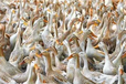 鸭子输卵管炎喂什么药170天的鸭子产白壳怎么办