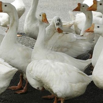鸭子输卵管炎用什么药鹅苗得浆膜炎的症状与治疗