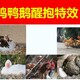 雞鴨鵝抱窩速醒寧圖
