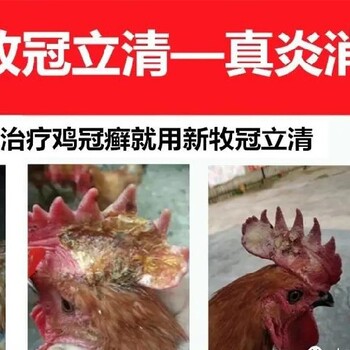 雞冠有白色點(diǎn)是什么病公雞頭上長雞冠癬怎么治療