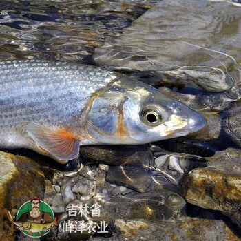 内蒙古鄂尔多斯牛尾巴鱼苗虫虫鱼苗水花重唇鱼苗夏花