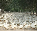 鴨子輸卵管炎用什么藥造成鵝腹水的原因