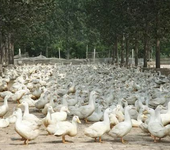 鹅输卵管炎用什么药鸭子生软蛋是什么原因怎么解决