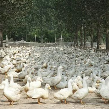鸭子输卵管炎用什么药鹅苗得浆膜炎的症状与治疗