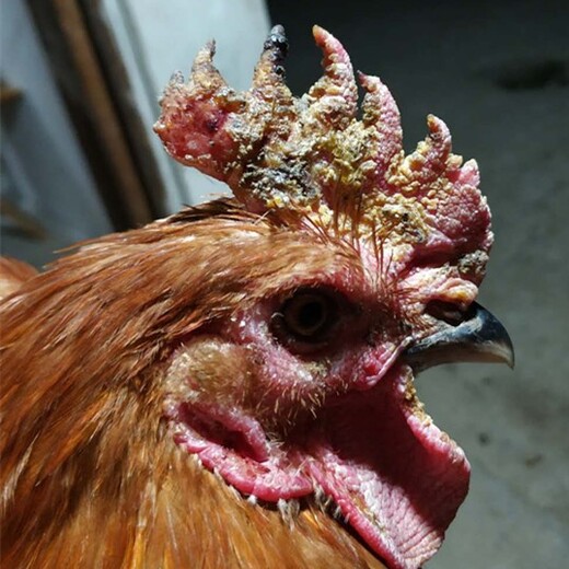 公鸡的鸡冠有烂斑是什么原因公鸡冠头溃烂是为什么