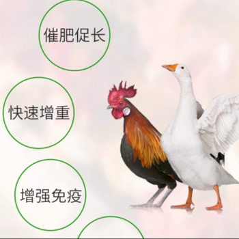 肉鸭怎么催肥快肉鸡快速育肥方法肉鸭催肥增重方法
