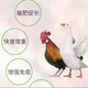 肉雞催肥快的一招圖