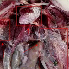 鵝痛風的癥狀圖片雛鵝痛風怎么治療最好小鵝癱瘓怎么回事圖片