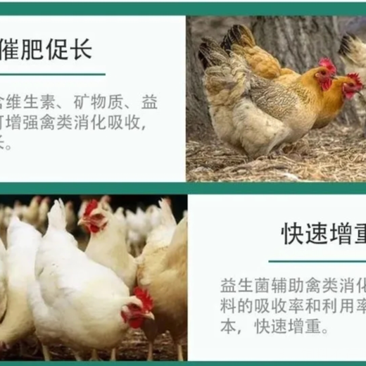 肉鸭出栏前怎么增重肉鸭出栏前如何增重养牛快速催肥添加剂