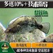 辽宁辽阳鳜鱼苗养殖桂鱼苗夏花斑桂鱼苗水花鳌花鱼苗价格