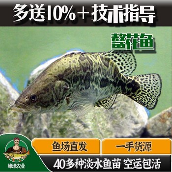 遼寧遼陽鱖魚苗養(yǎng)殖桂魚苗夏花斑桂魚苗水花鰲花魚苗價格
