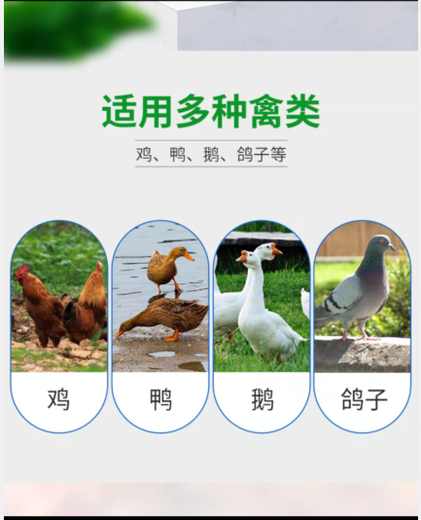 肉雞催肥增重秘訣肉鴨催肥小肉雞增重
