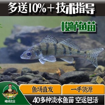 遼寧錦州九道黑魚苗水花五道黑魚苗夏花喬爾泰魚苗活體