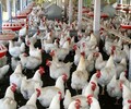 肉鴨的飼料怎么催肥肉雞的快速催肥技術肉鴨催肥增重方法