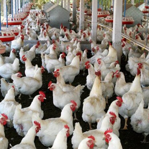 肉鸡增重鸭子催肥增重药肉鸡的正确增重方法