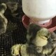小鵝痛風有效的治療方法圖