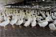 肉鸭催肥增重好办法肉鸡催肥特效药肉鸭专用催肥药