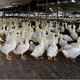 肉鴨的飼料怎么催肥圖