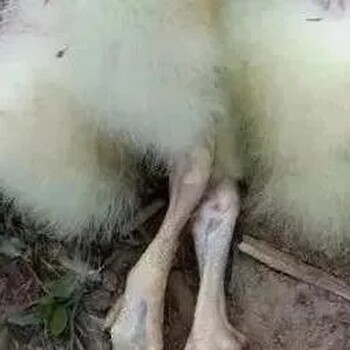 鹅痛风的症状图片鹅腿瘫小鹅瘫痪是什么原因引起的