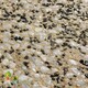 河北保定砾石聚合物产品图