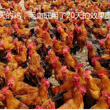 鸡的羽毛不光泽是什么原因怎样让公鸡快速长脚蹬长鸡冠子的药