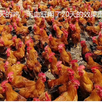 雞的羽毛不光澤是什么原因新牧飛爪先生怎么喂雞毛不光亮喂什么好