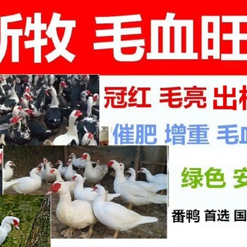 喂什么能使鸡的羽毛更加光泽新牧毛血旺去哪买羽毛没光泽怎么办