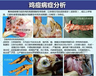 雞痘最好治療偏方雞嘴巴上長疙瘩怎么回事