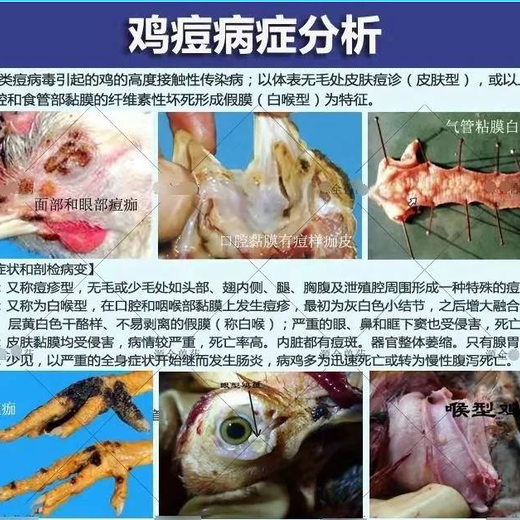 雞身上長雞痘的圖片鴿子身上長鴿痘還能吃嗎