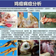 新牧毒克雞痘圖