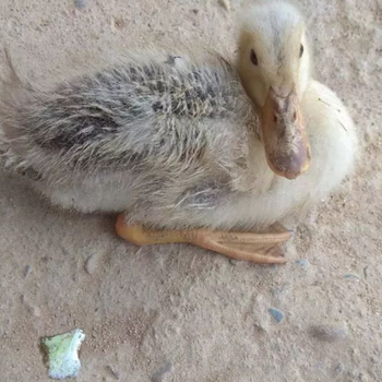 雏鸭浆膜炎用啥药有效鹅脖子歪了是什么病