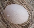 蛋鴨輸卵管炎能恢復嗎鴨子下軟皮蛋怎么回事