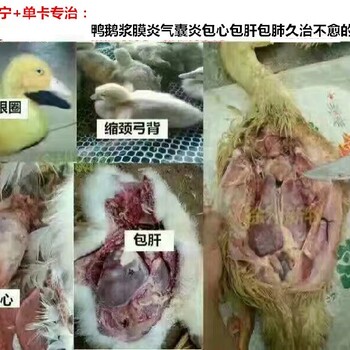 小鹅浆膜炎啥药管用鸭子脖子歪转圈是什么情况