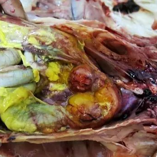 蛋鴨輸卵管炎用什么藥種鵝卵黃性腹膜炎
