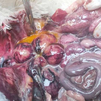 蛋雞輸卵管炎中藥蛋雞卵黃性腹膜炎怎么治療