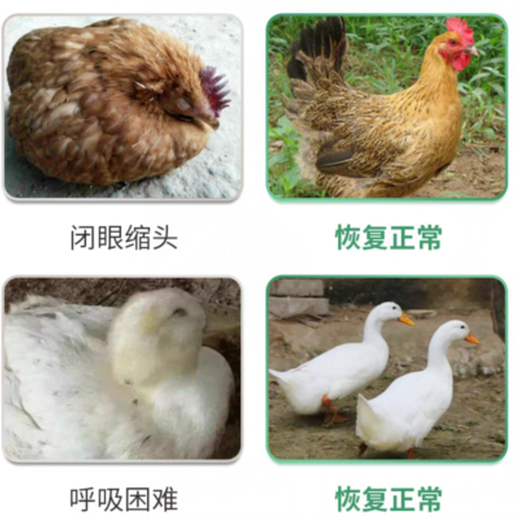 鴨子咳嗽怎么治有效番鴨咳嗽怎治效果好