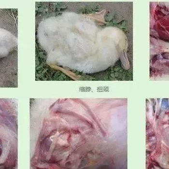 小鵝漿膜炎啥藥管用鴨子突然脖子歪是什么病
