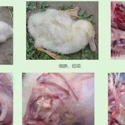 鴨子漿膜炎怎么引起的小鵝感冒甩頭流鼻涕咳嗽