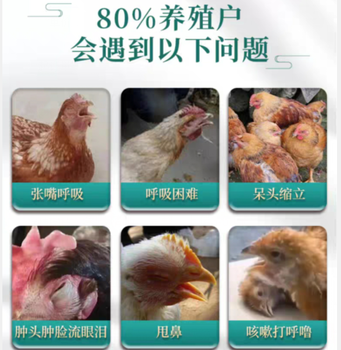 雞咳嗽喉嚨響怪叫有什么藥雞頑固性呼吸道藥